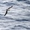 White-Napped Petrel